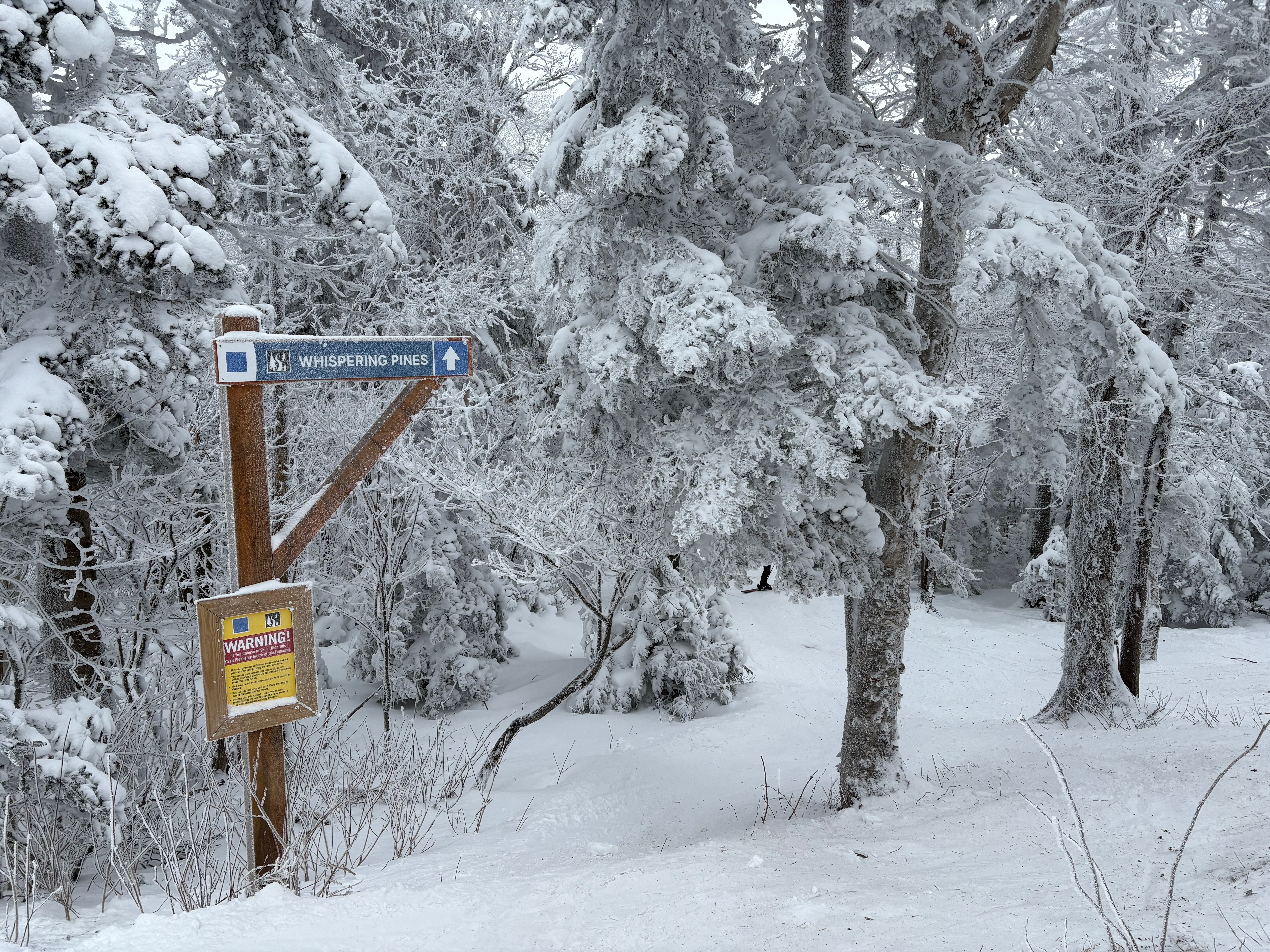 Whispering Pines - Trail of the Day