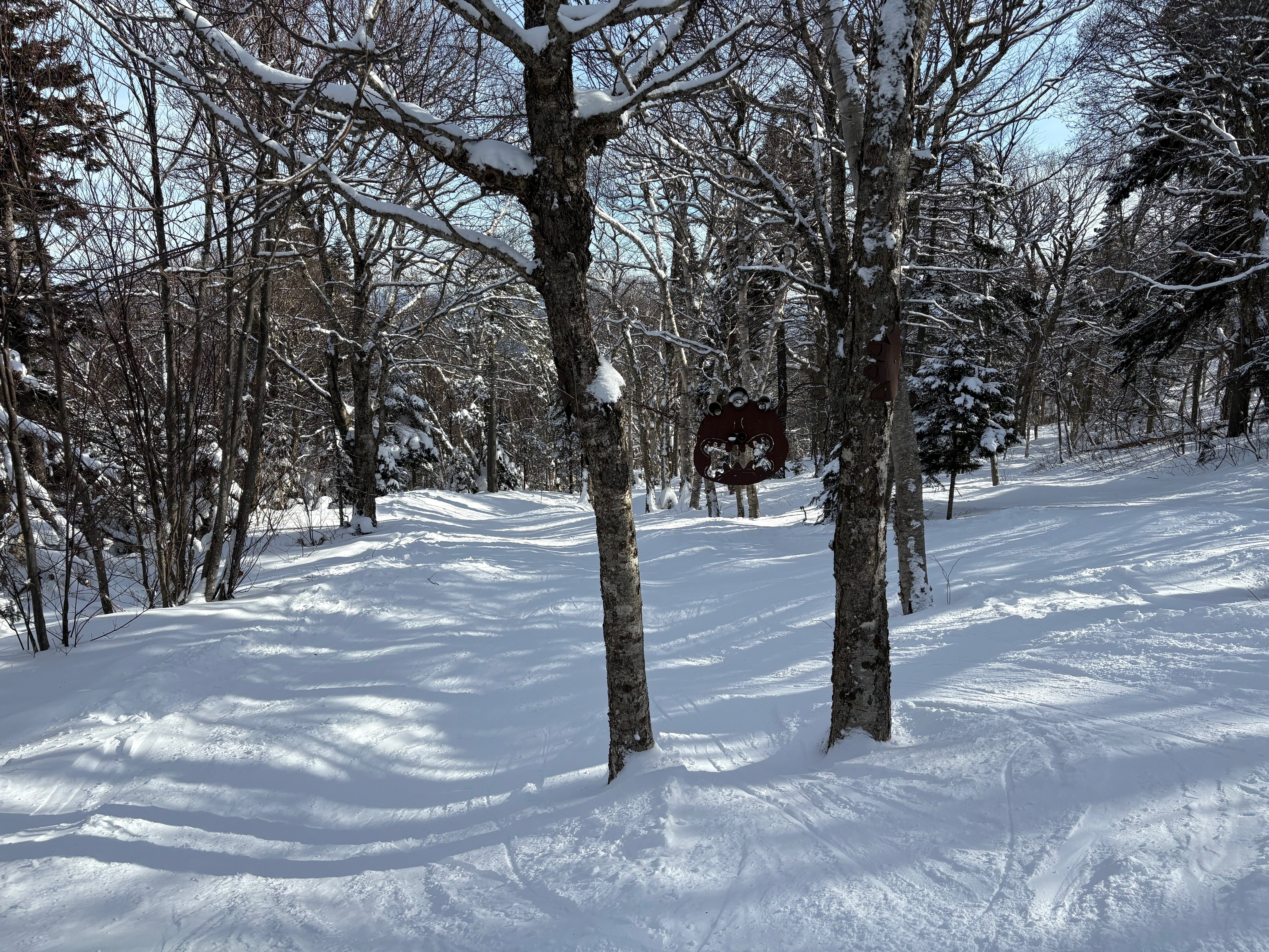 Whistler - Trail of the Day